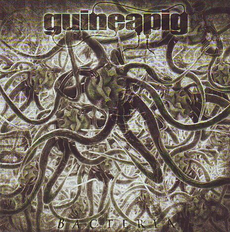 Guineapig - Bacteria Guineapig - Bacteria